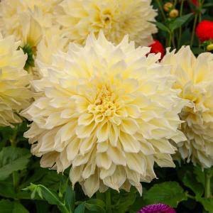 Dahlia décoratif à fleur géante Kelvin Floodlight XXL (x1)